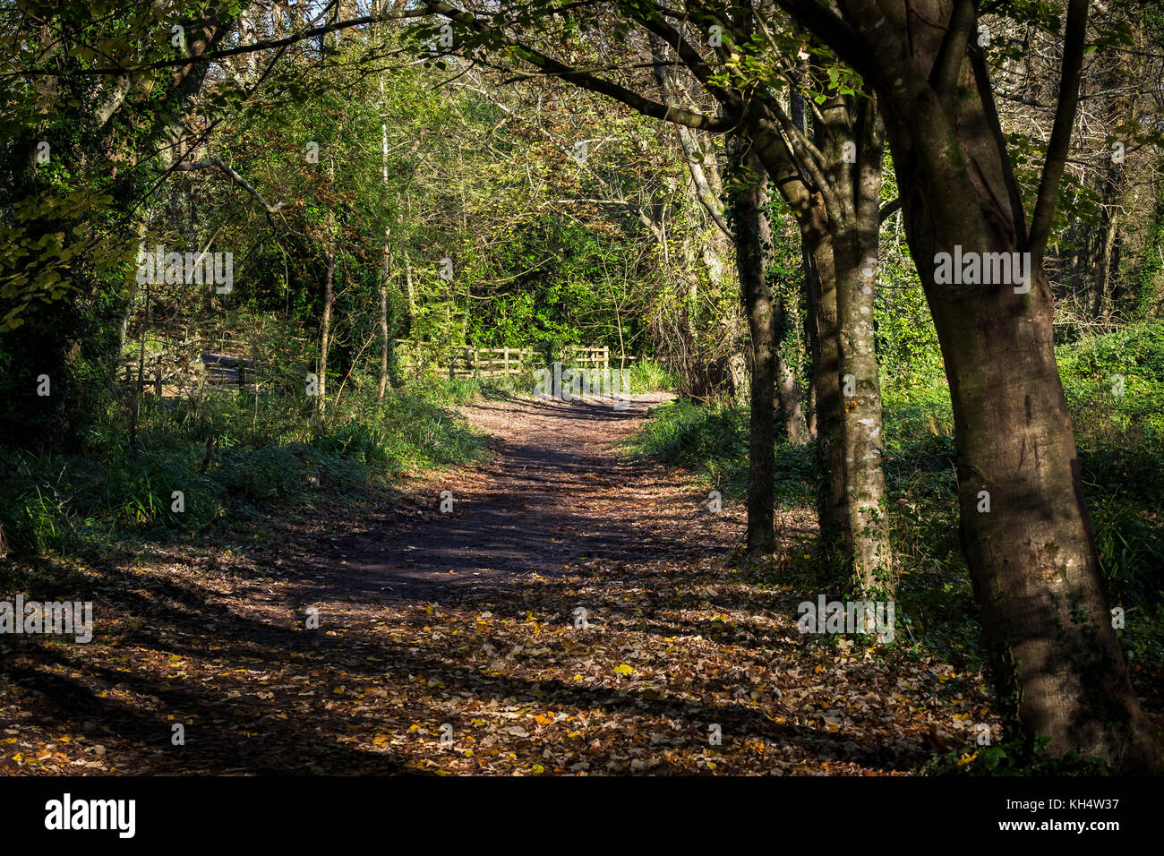 Ein Fußweg in einem herbstlichen Tehidy Country Park Cornwall UK. Stockfoto