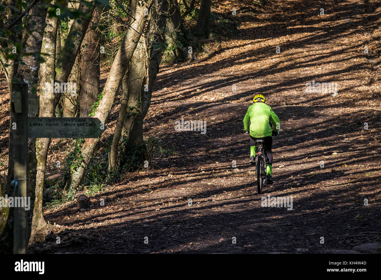 Ein Mountainbiker, der durch den herbstlichen Tehidy Country Park Cornwall UK radelt. Stockfoto