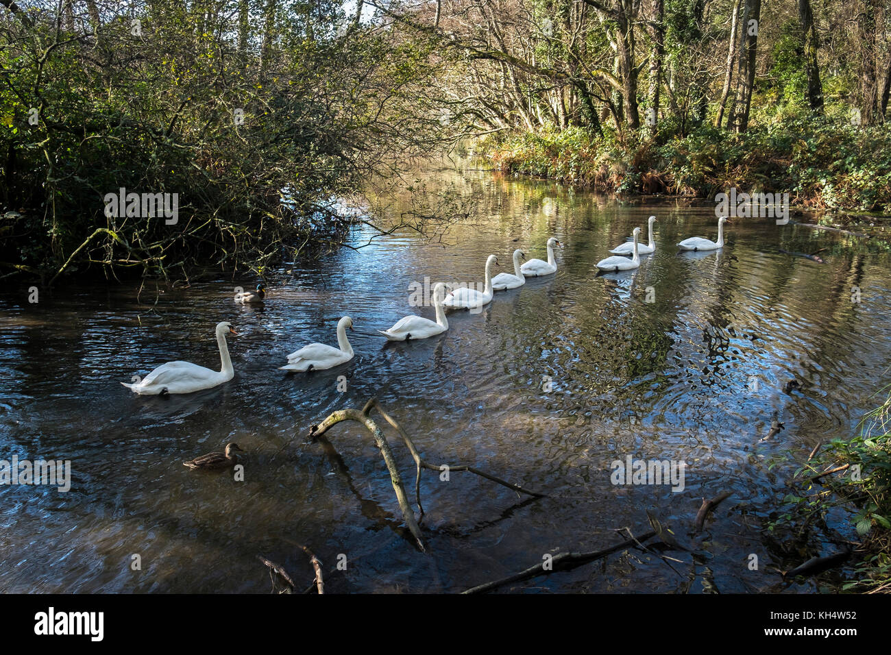 Schwäne auf einem See im Tehidy Country Park Cornwall UK. Stockfoto