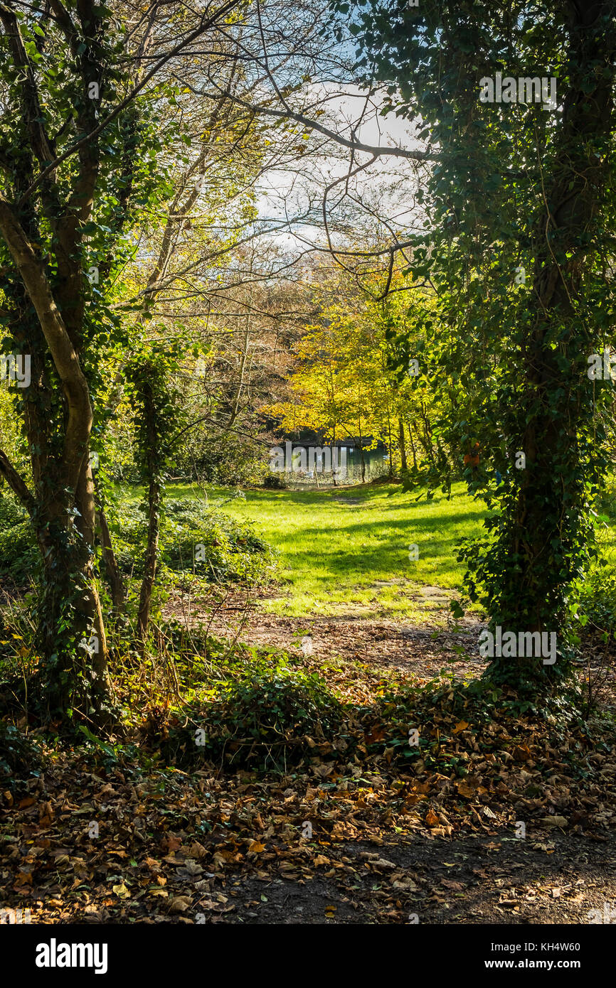 Ein Fußweg in einem herbstlichen Tehidy Woods Cornwall UK. Stockfoto