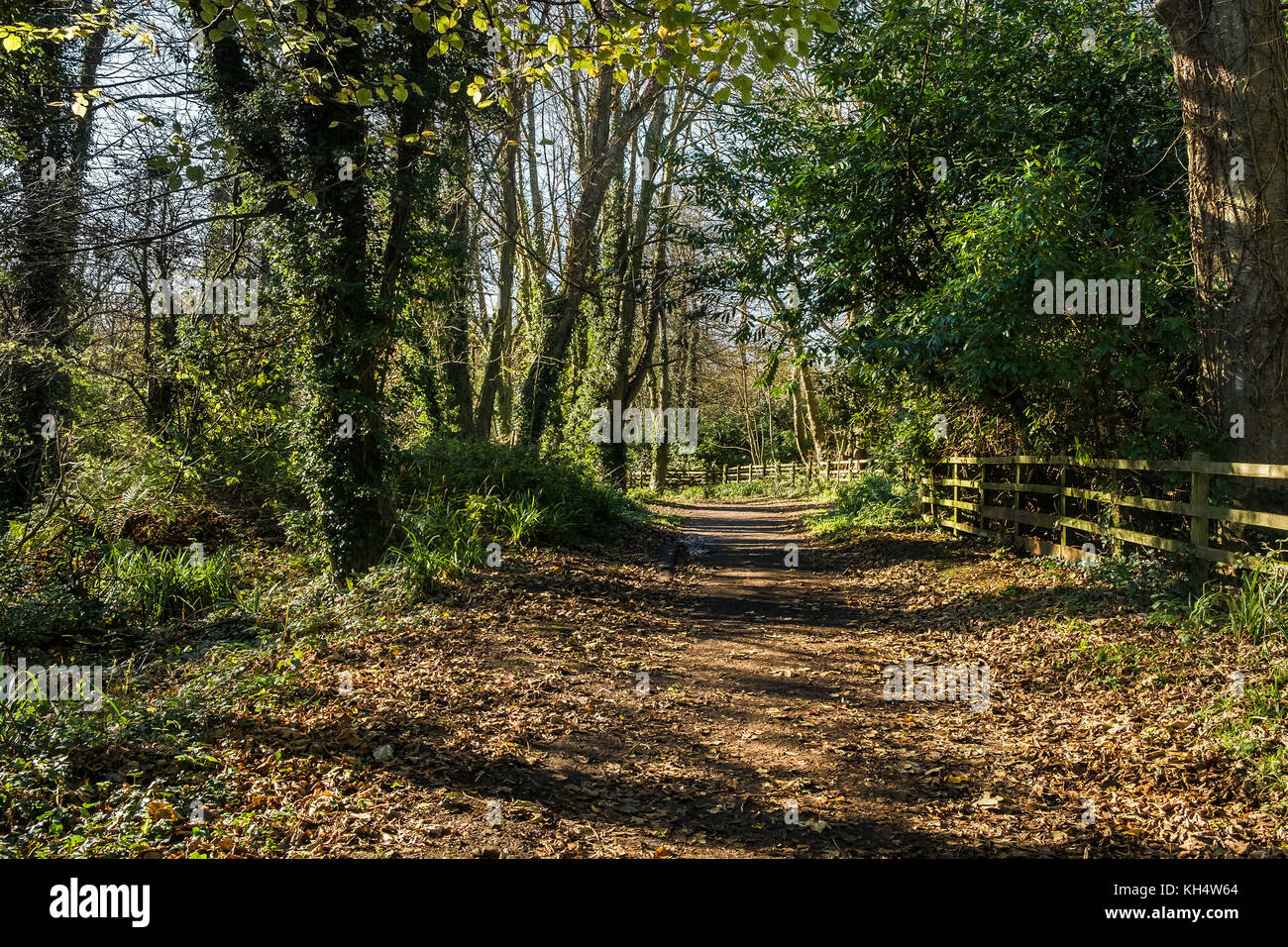 Ein Fußweg in einem herbstlichen Tehidy Woods Cornwall UK. Stockfoto