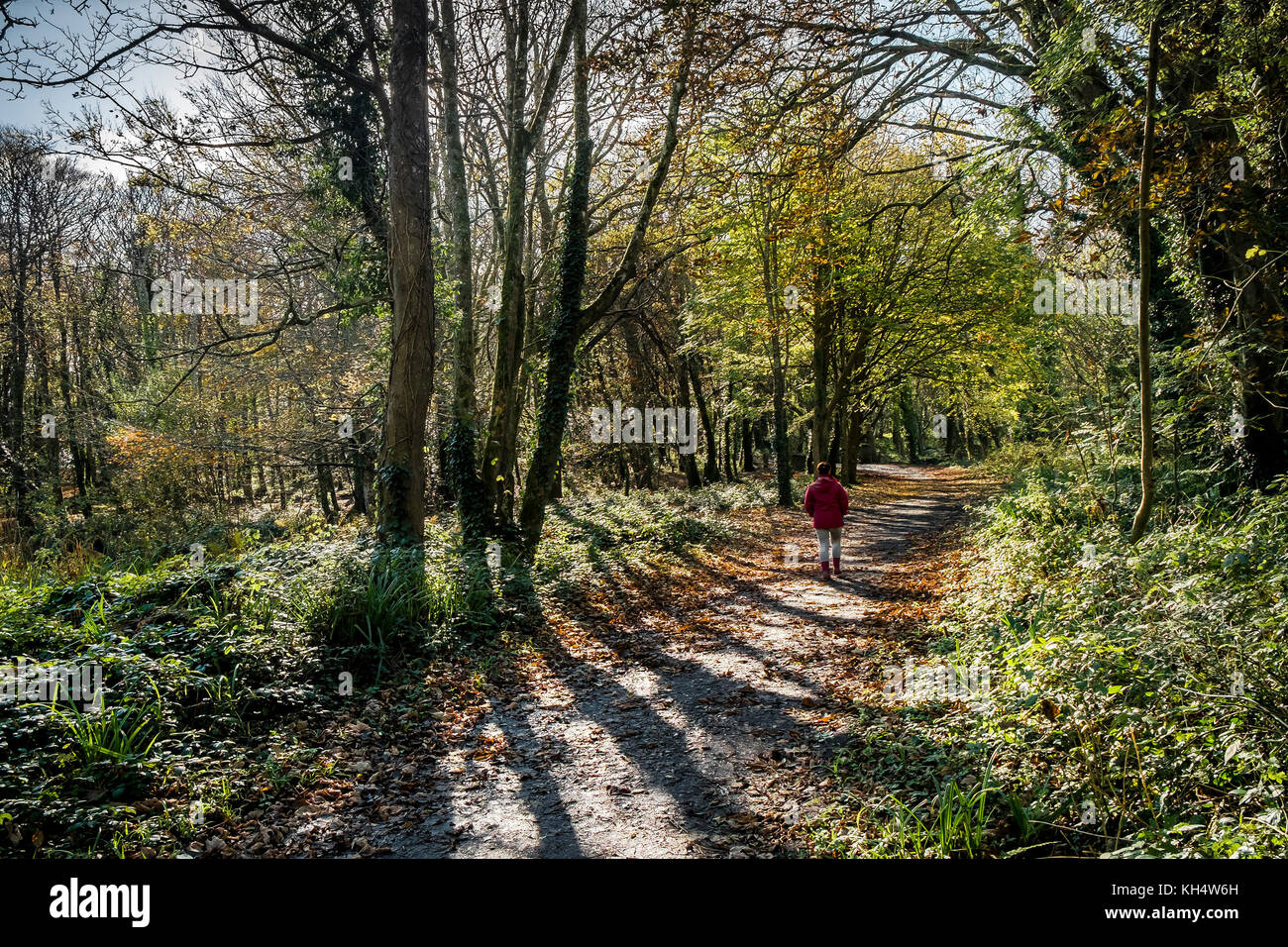 Eine Wanderfrau, die einen Spaziergang durch ein herbstliches Tehidy Woods Cornwall UK genießt. Stockfoto