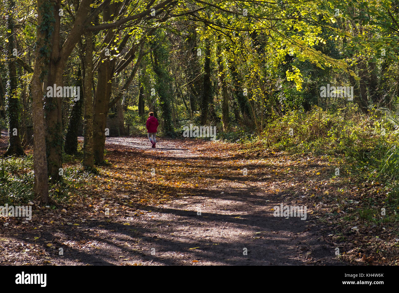 Eine Wanderfrau, die einen Spaziergang durch ein herbstliches Tehidy Woods Cornwall UK genießt Stockfoto