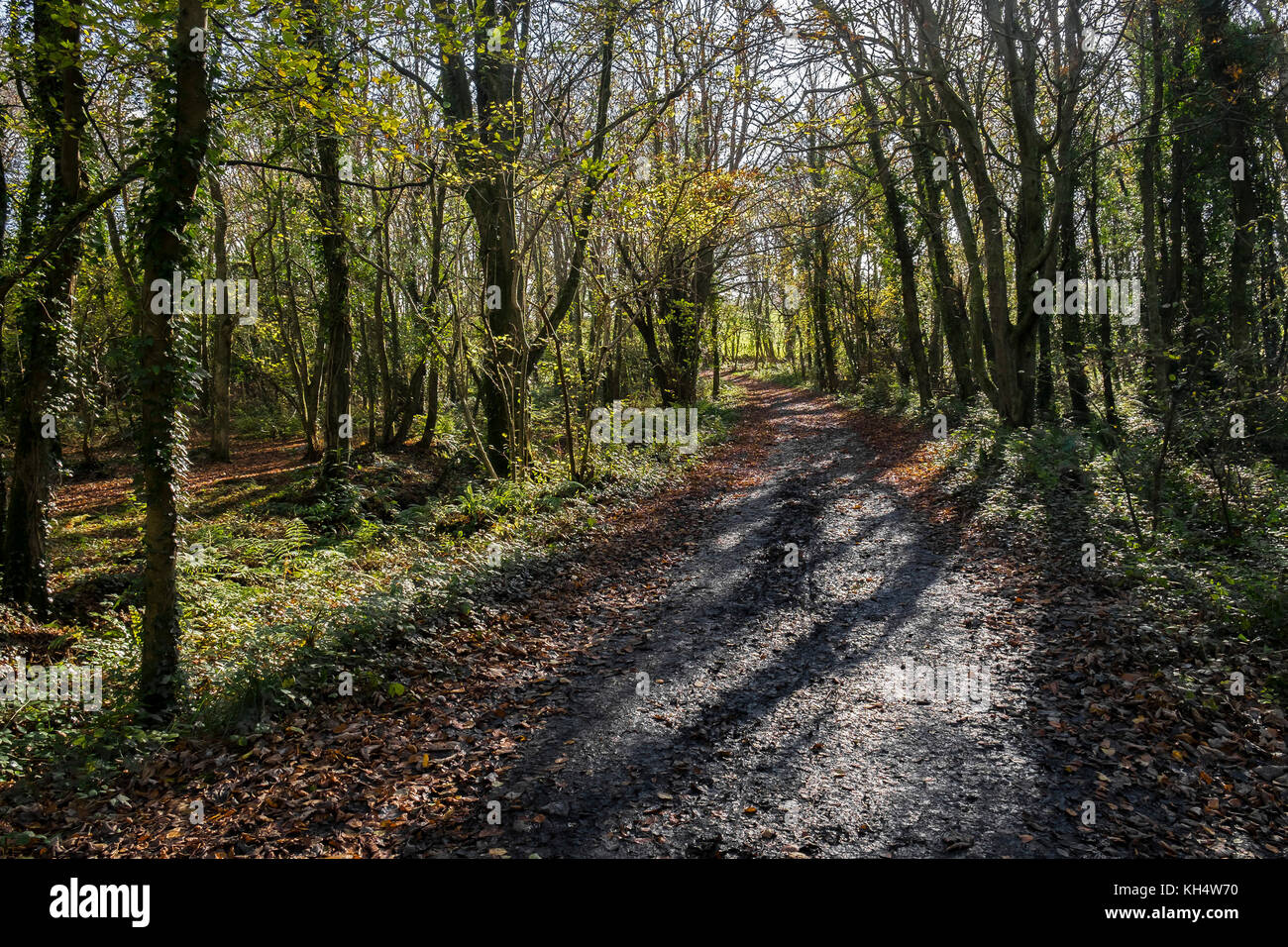 Ein Fußweg in einem herbstlichen Tehidy Country Park Cornwall UK. Stockfoto