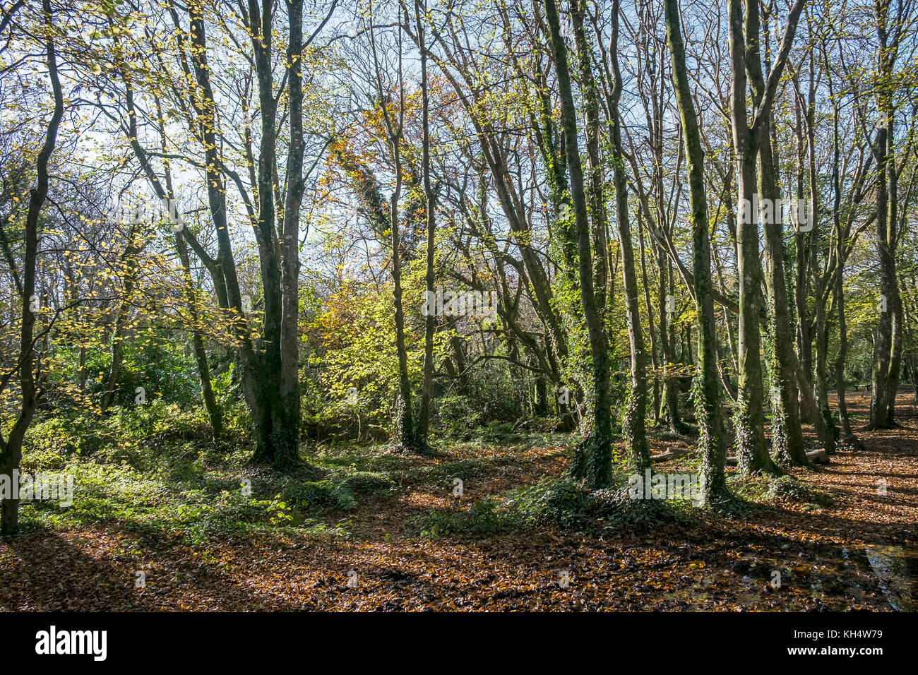 Herbstlaub im Tehidy Country Park Cornwall UK. Stockfoto