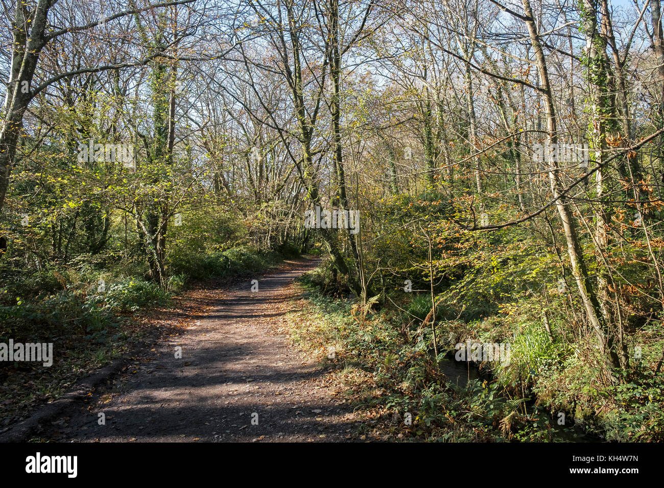 Ein Fußweg in einem herbstlichen Tehidy Country Park Cornwall UK. Stockfoto
