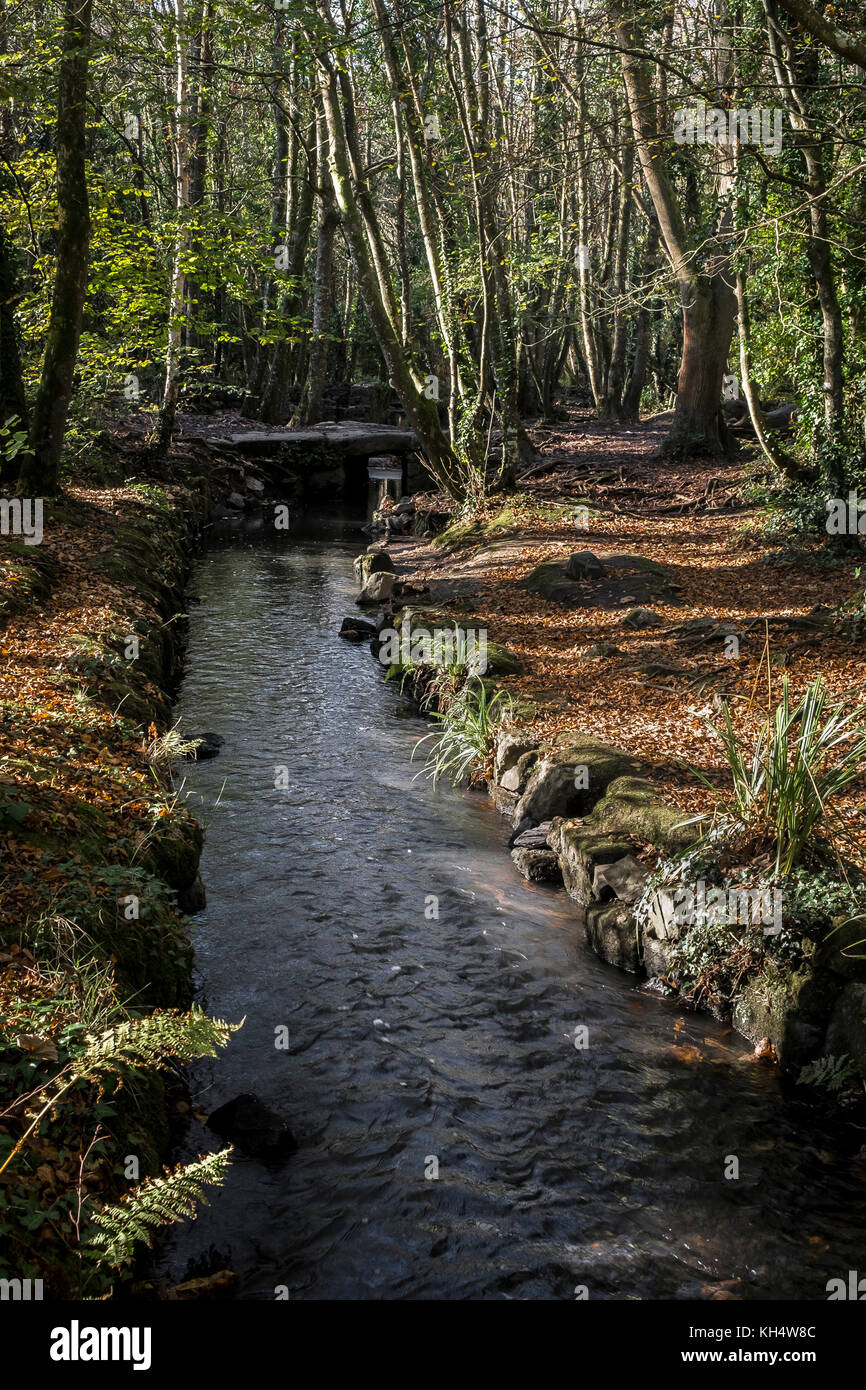Ein Flusslauf, der durch einen herbstlichen Tehidy Country Park Cornwall UK fließt. Stockfoto