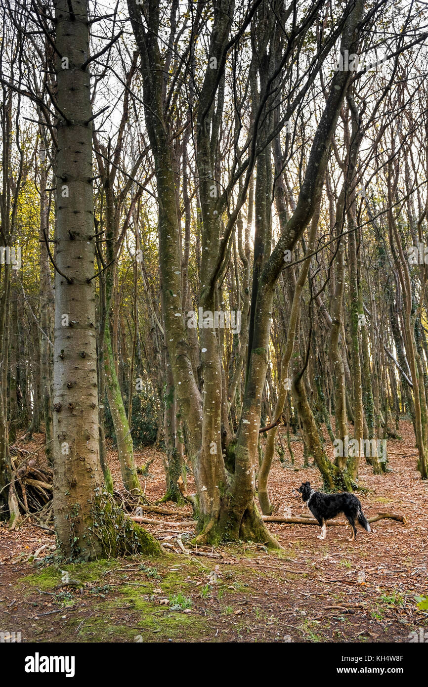 Ein Hund, der herbstliche Bäume im Tehidy Country Park Cornwall UK betrachtet. Stockfoto