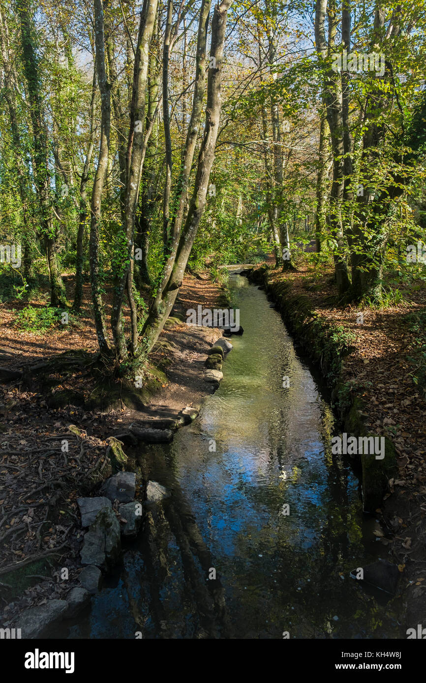 Ein Flusslauf, der durch den Tehidy Country Park Cornwall UK fließt. Stockfoto