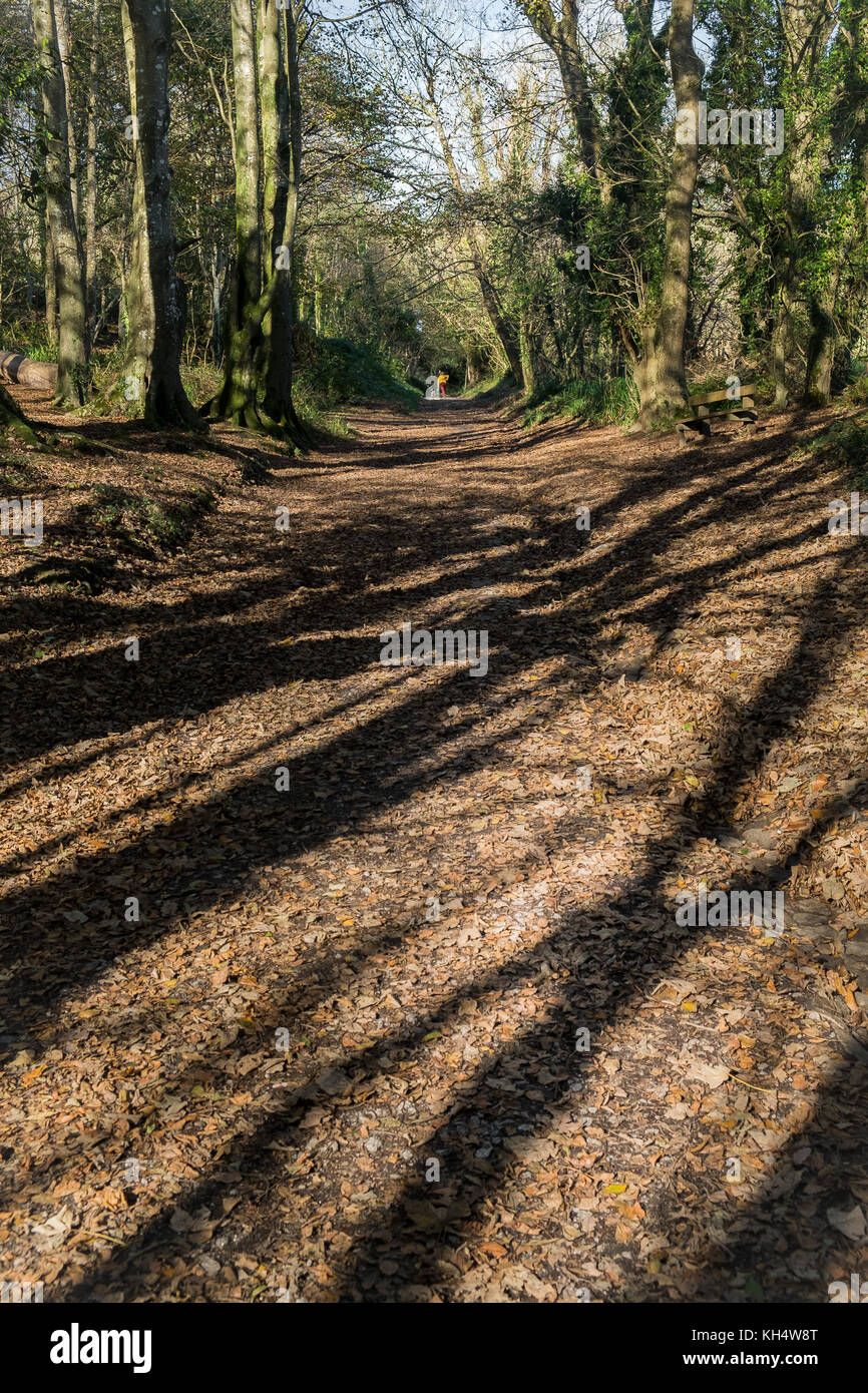 Herbstblätter bedecken einen Fußweg im Tehidy Country Park Cornwall UK. Stockfoto