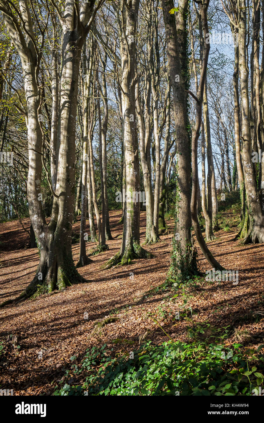 Herbst im Tehidy Country Park Cornwall Großbritannien. Stockfoto