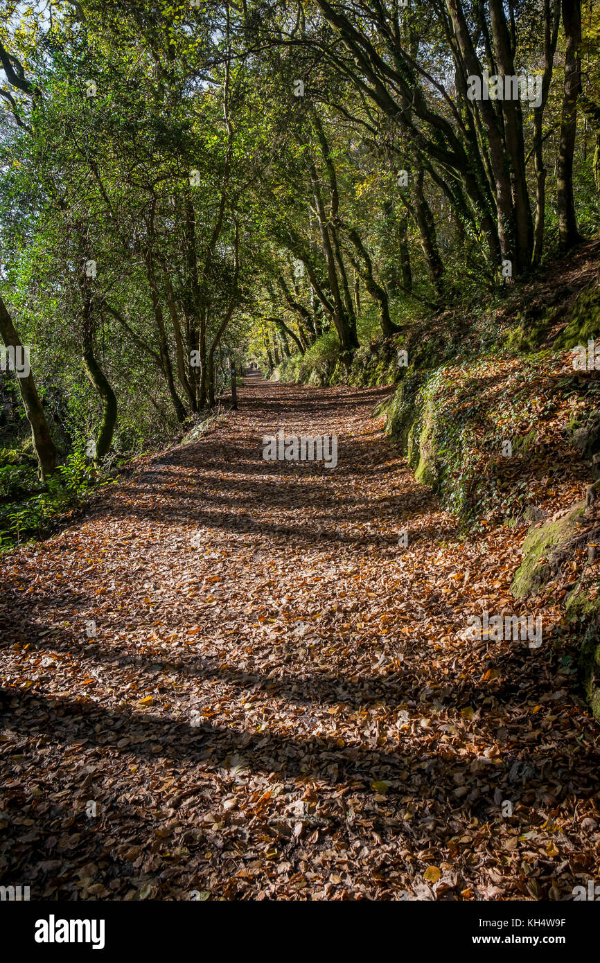 Herbstblätter bedecken einen Fußweg im Tehidy Country Park Cornwall UK. Stockfoto