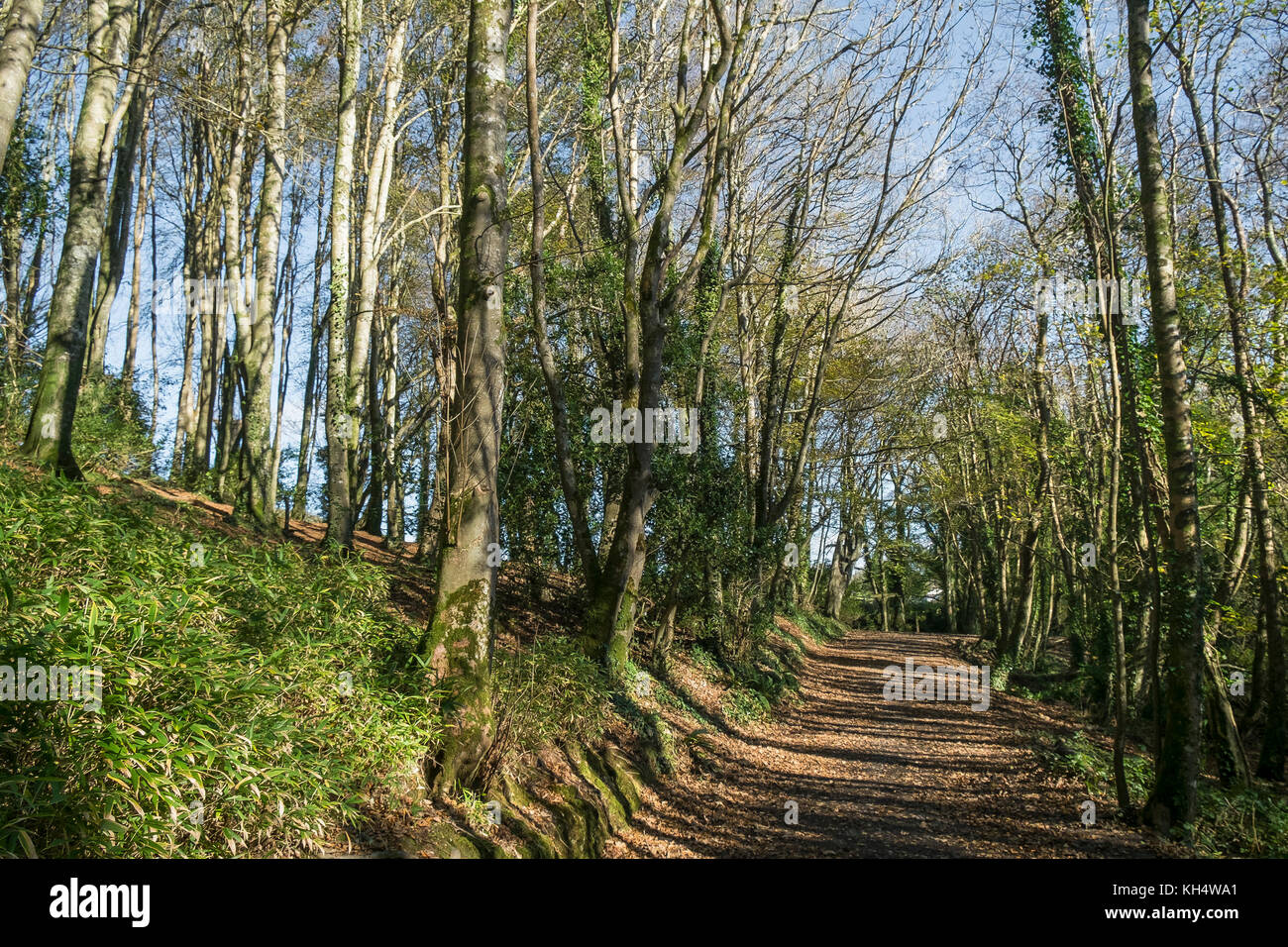 Herbstblätter bedecken einen Fußweg im Tehidy Country Park Cornwall UK. Stockfoto