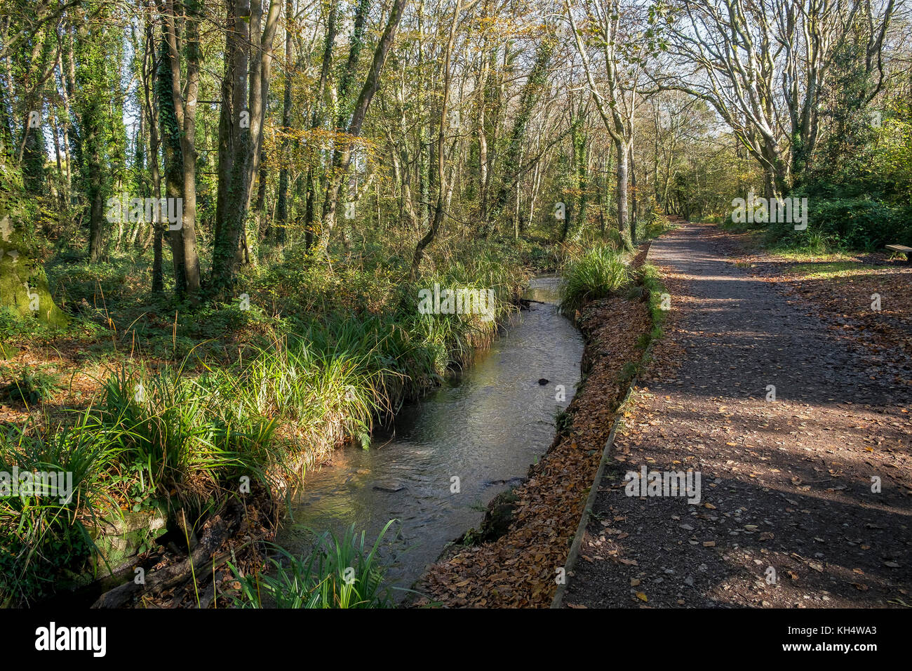 Ein Bach und ein Fußweg in einem herbstlichen Tehidy Country Park Cornwall UK. Stockfoto