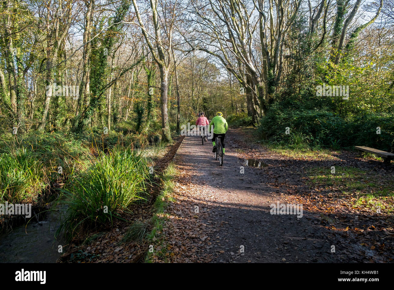 Radfahrer fahren auf einer Strecke in einem herbstlichen Tehidy Country Park Cornwall UK. Stockfoto