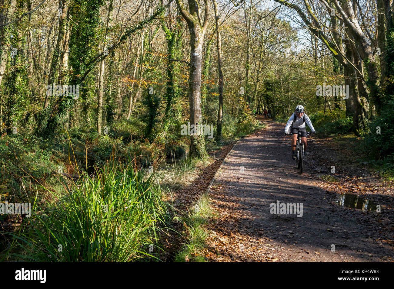 Ein Mountainbiker Radfahrer auf einer Strecke in einem herbstlichen Tehidy Country Park Cornwall UK. Stockfoto