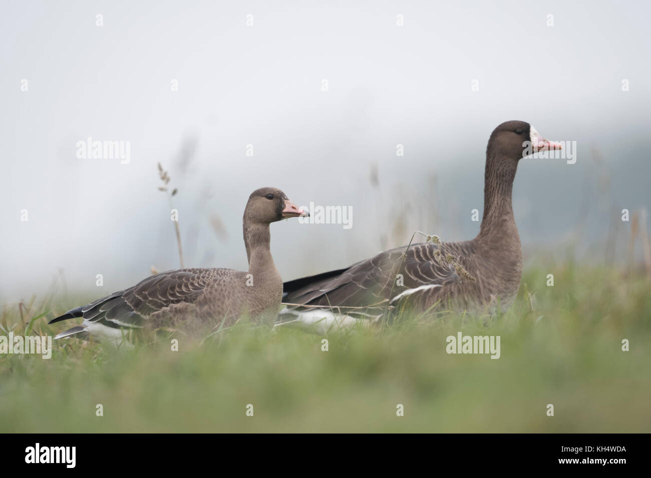 Gans (Anser albifrons), zwei Erwachsene, ruhende Paare, im hohen Gras einer Wiese sitzend, Wildtiere, Europa. Stockfoto