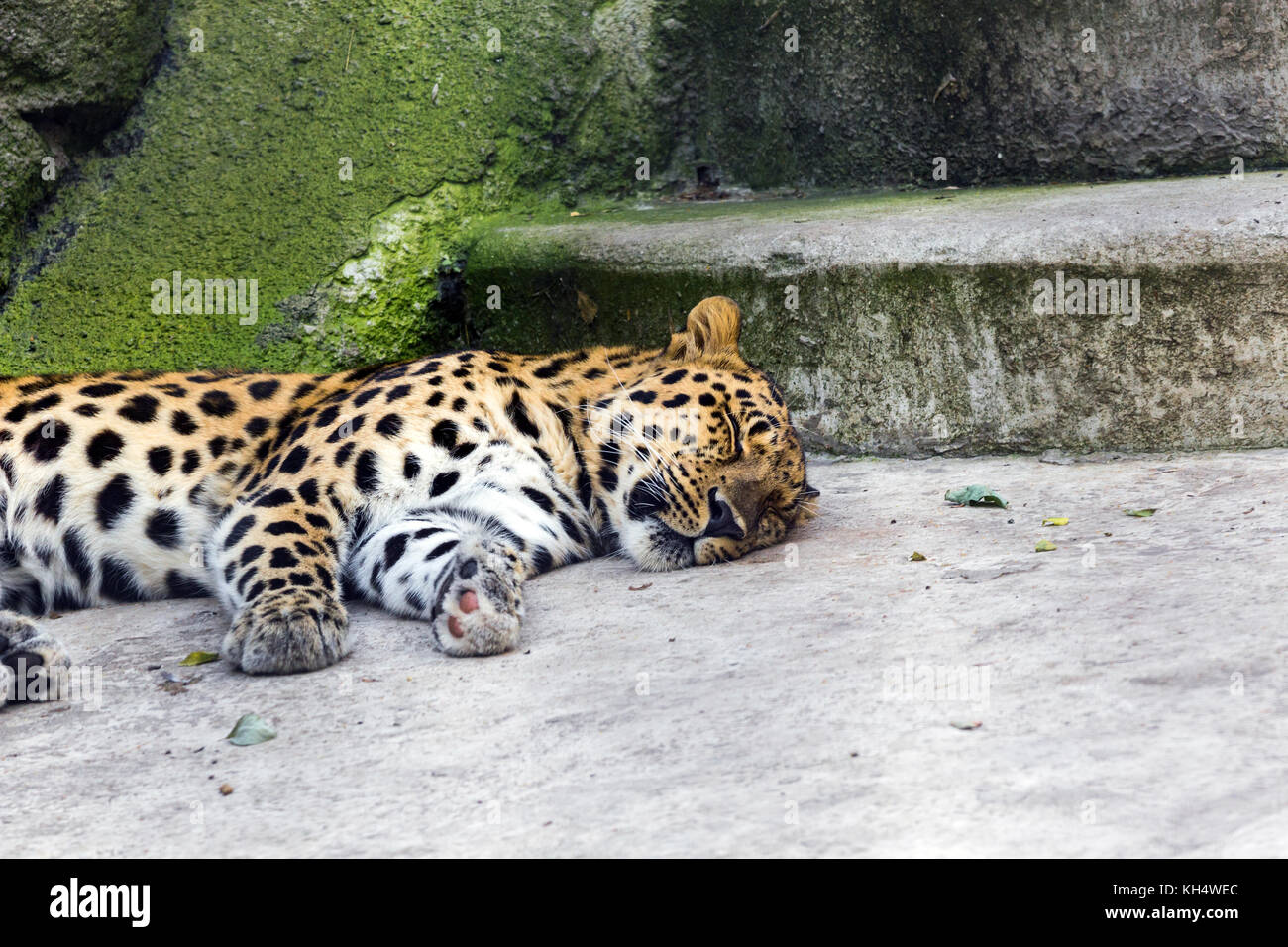 Tier Überwachung eingelullt amur Leopard in der Stadt wanderte, Nordostchina. Sommer 2017 Stockfoto