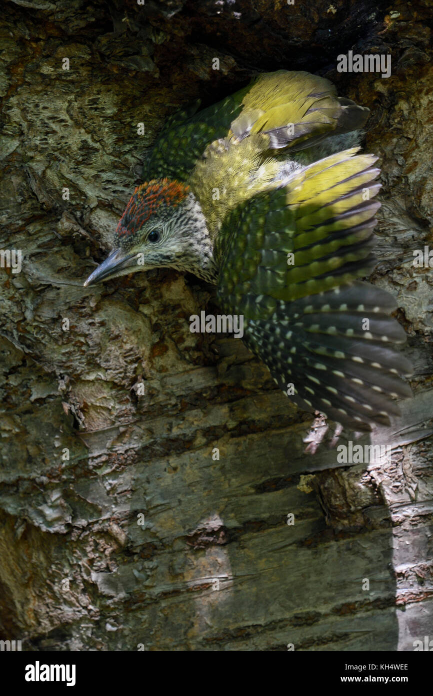 Grünspecht / grünspecht (picus viridis), gerade flügge gewordenen jungen, Küken aus dem Nest Loch, Europa, Stockfoto