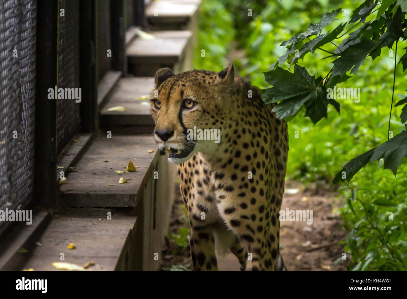 Leopard in einem Puma käfig Sommer 2017 Stockfoto