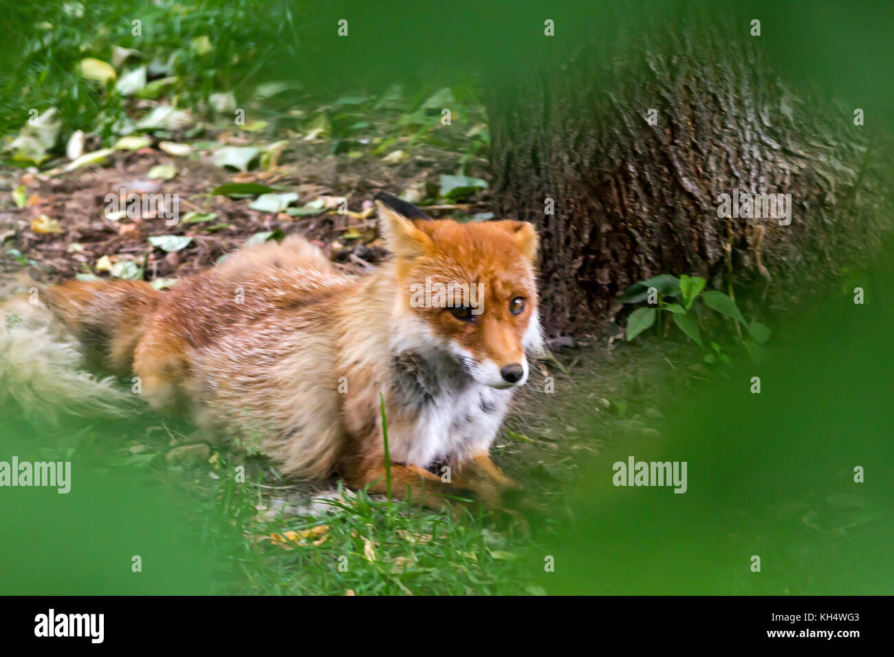 Ruhe Red Fox im Wald. heißen Sommertag Stockfoto