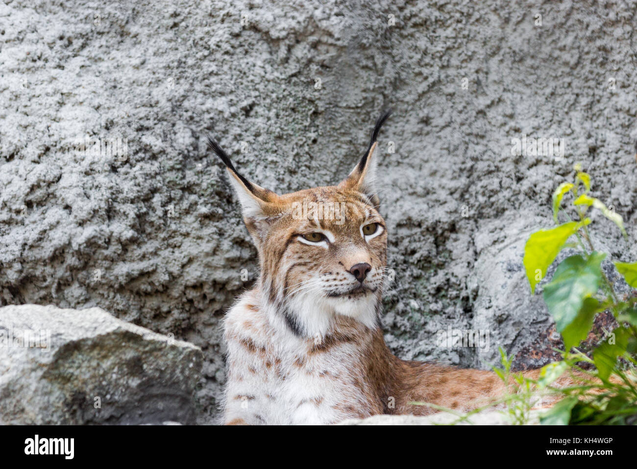Ein Weibchen der Nördlichen lynx mit einer Brut, in den Ruinen von eine meteorologische Station in Sibirien, Sommer 2017 Stockfoto