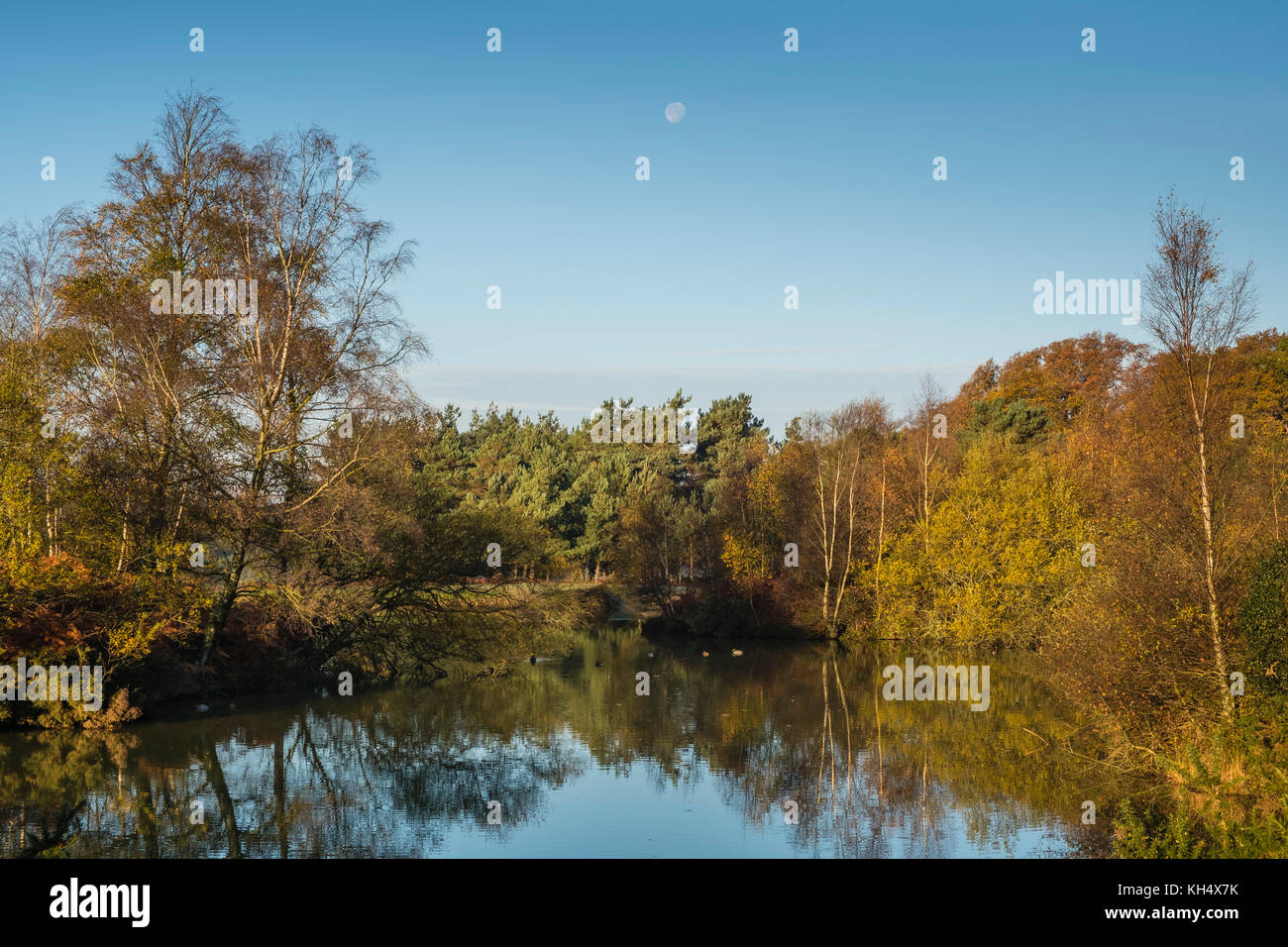 Bäume im Herbst und Farben in der cadman Pool im Neuen Wald mit dem Mond Overhead in einer blauen Himmel, Hampshire, England, UK wider Stockfoto