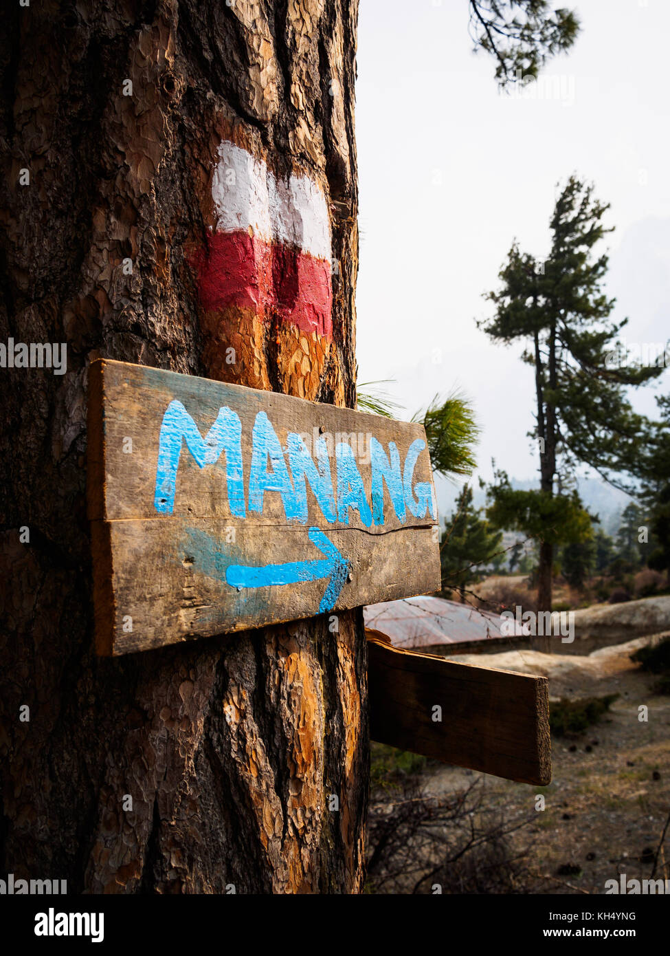 Annapurna Circuit trek Wegemarker mit Richtung auf einer Kiefer in der Nähe von julu zu manang, Nepal Stockfoto