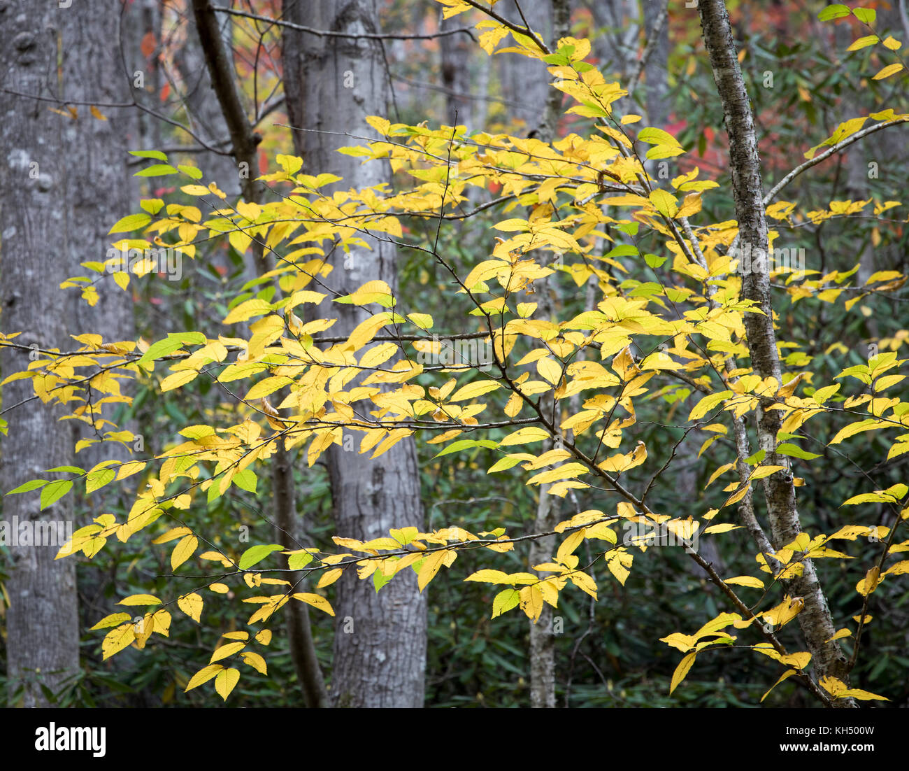 Die gelbe Birke (Betula alleghaniensis) wächst in der Regel im nordöstlichen Teil der Vereinigten Staaten. sein Lebensraum in den Südosten der Vereinigten Staaten in den Höhenlagen in tennesee, North Carolina und Georgia. Wie mehrere Arten der Birke Familie, die Rinde beginnt mit einem Peeling zu offenbaren, wenn sie reift. Stockfoto