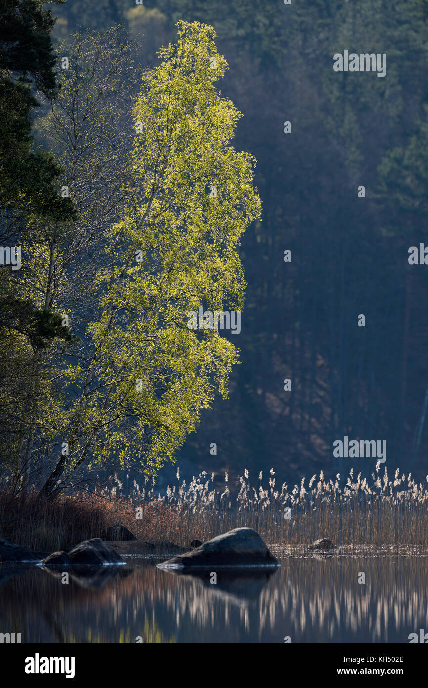 Birke auf der kleinen Insel von Schilf, See in Schweden, am frühen Morgen Stimmung umgeben, frische grüne Feder in sanften Farben, Hintergrundbeleuchtung, Shining, Skandinavien Stockfoto