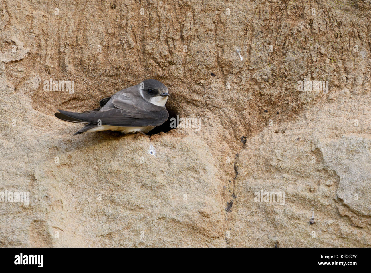 Sand Martin / Bank Swallow / Uferschwalbe (Riparia riparia) thront an seinem Nistloch, in einem sandigen Felsen eines Flussufers, Tierwelt, Europa. Stockfoto