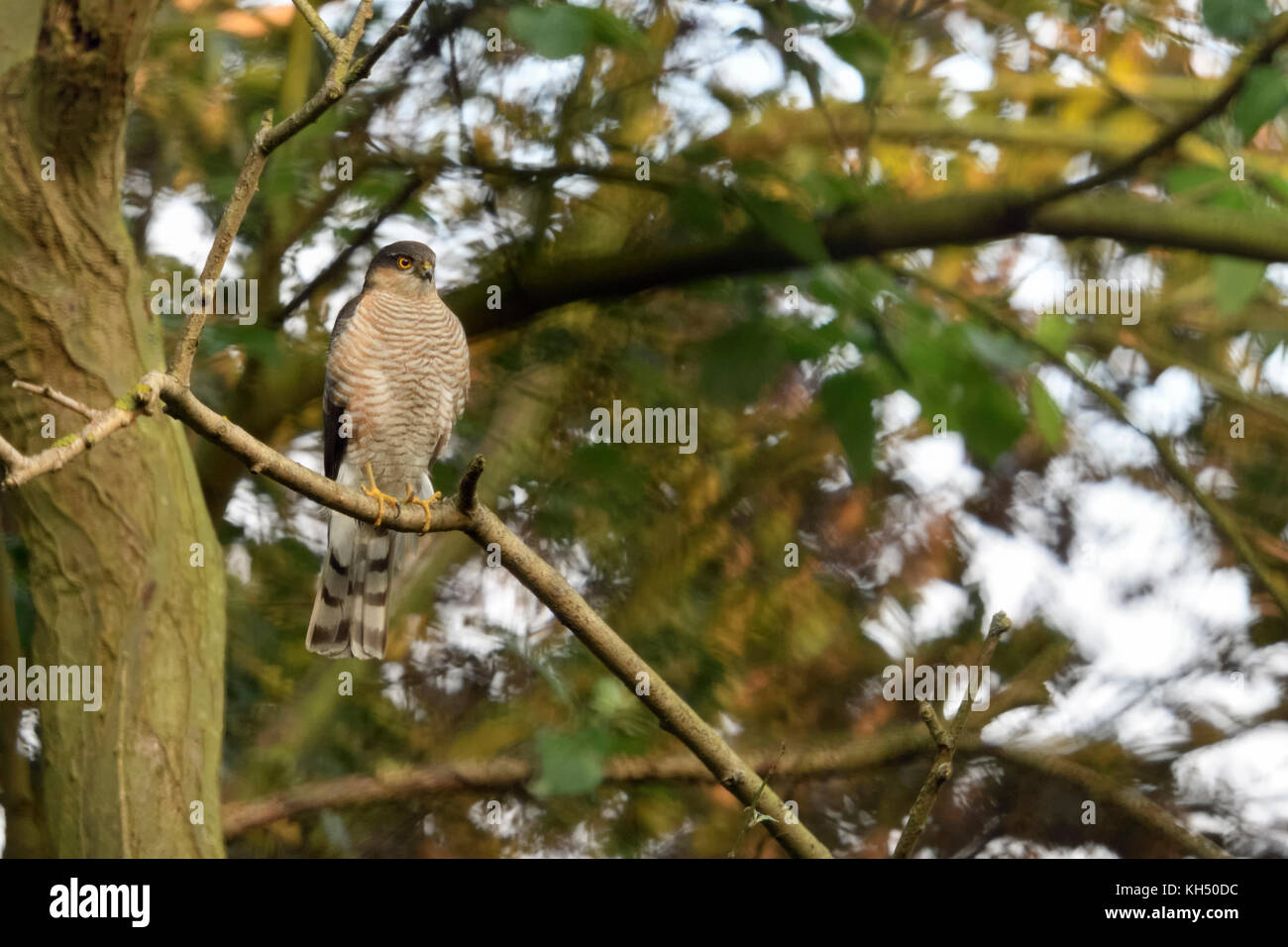 Eurasian sparrowhawk/Sperber (accipiter Nisus), erwachsenen Mann, in einem Baum gehockt, aufmerksam beobachten, Jagd, Wildtiere, Europa. Stockfoto