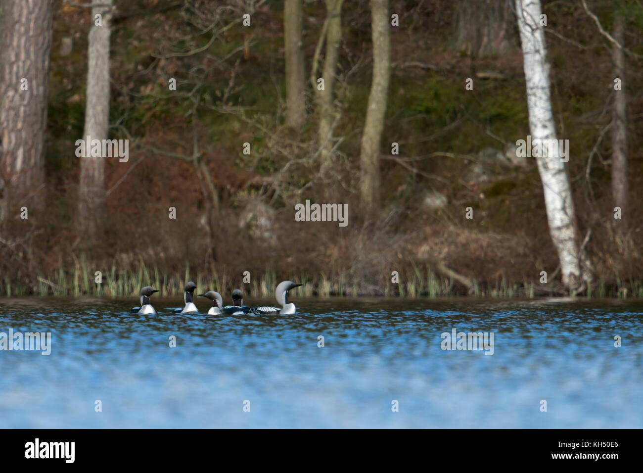 Black-throated Loon/arctic Loon/prachttaucher (gavia arctica), kleine Gruppe, Flock, Schwimmen in einem See in Schweden, zusammen zu umwerben, Skandinavien Stockfoto