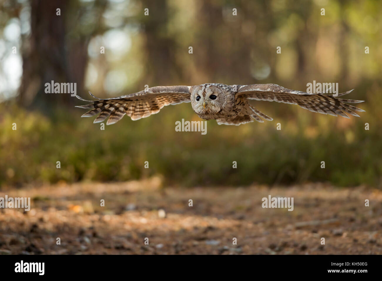 Waldkauz ( Strix aluco ) im Gleitflug, über eine Lichtung fliegend, gestreckte Flügel, Spannweite, umgeben von einem herbstlich gefärbten Wald, Europa. Stockfoto