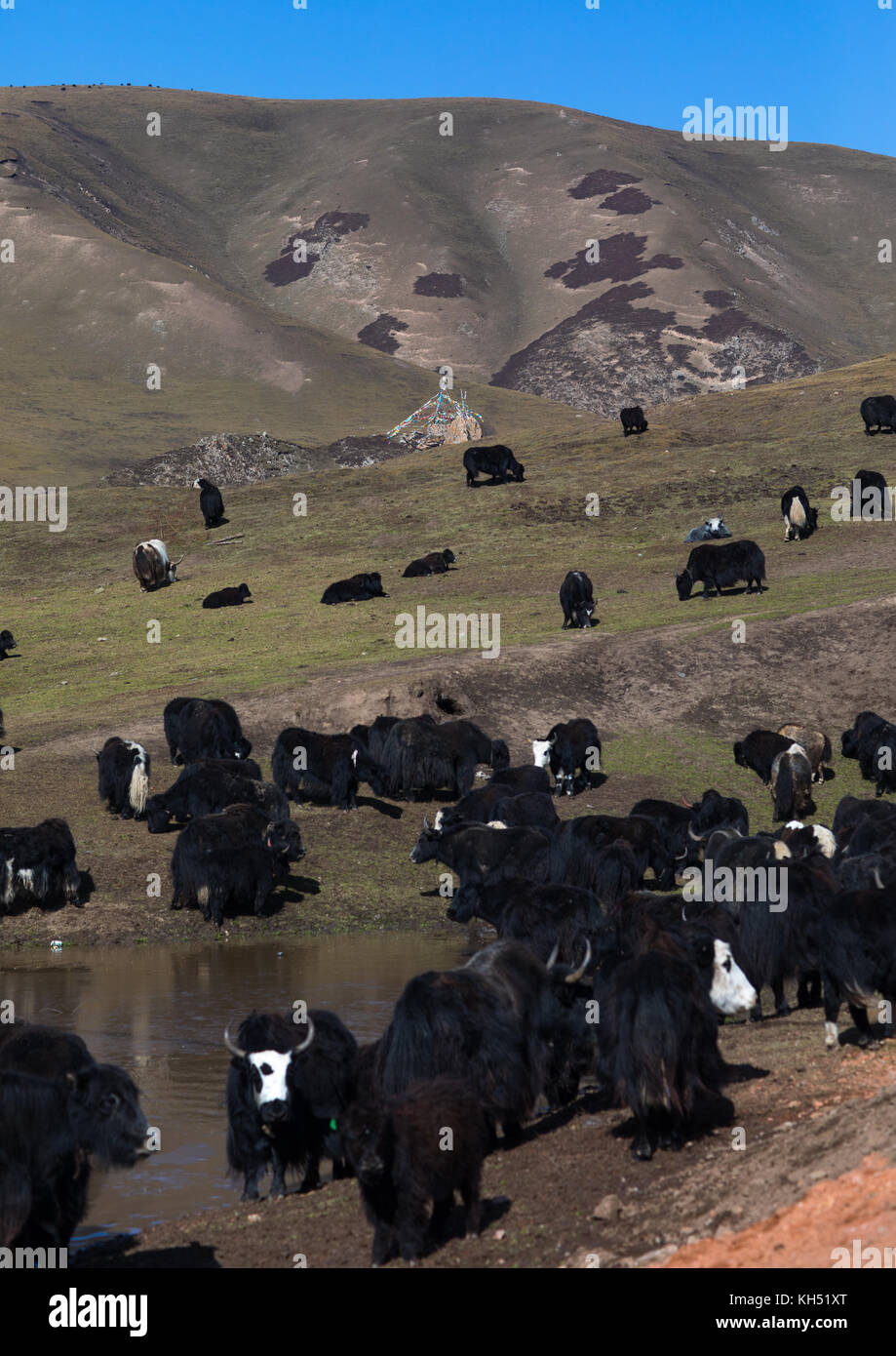 Tibetische Nomaden Herden Yaks, Tongren County, Rebkong, China Stockfoto