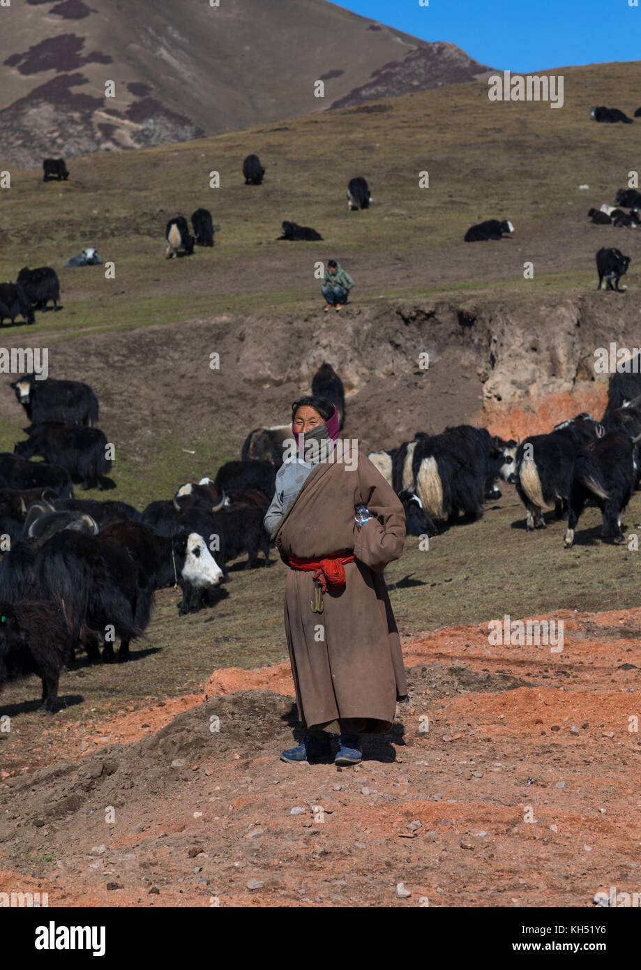 Tibetische Nomaden Herden Yaks, Tongren County, Rebkong, China Stockfoto