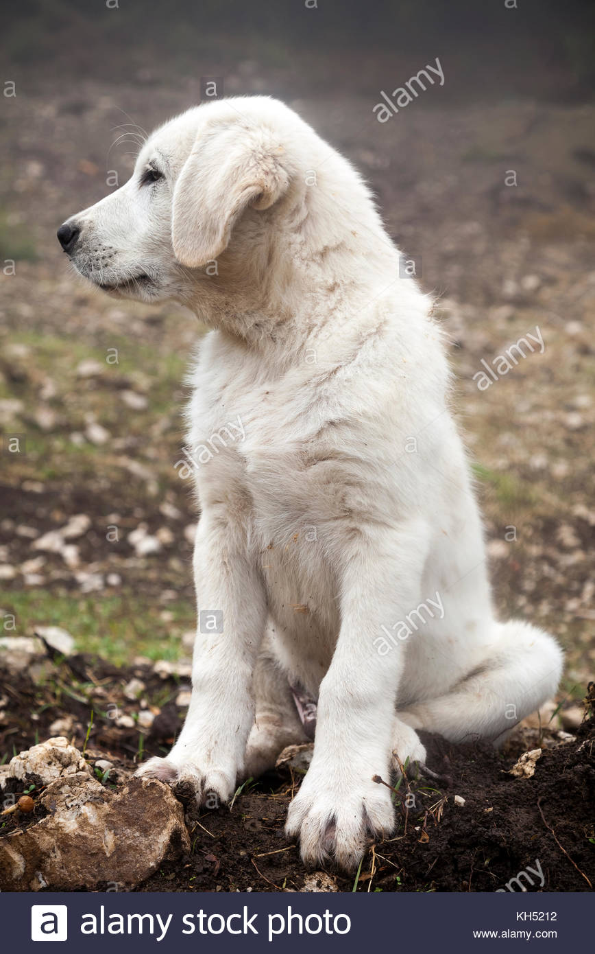 Turkey Dog Stockfotos &amp; Turkey Dog Bilder Alamy