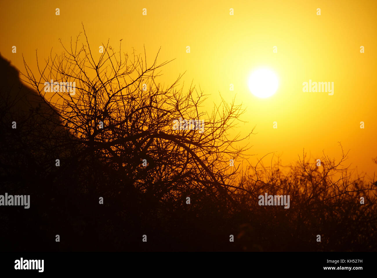 Schön gelb und braun Sonnenuntergang über Pflanzen in Kreta, Griechenland Stockfoto