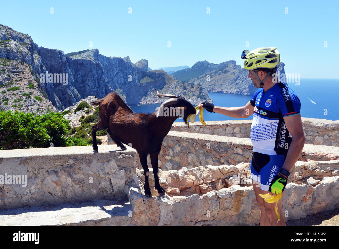 Ein Radfahrer Feeds eine Ziege eine Bananenschale beim Reiten seines Fahrrades zum Cap Formentor Leuchtturm, Pollenca, Mallorca, Balearen, Spanien Stockfoto