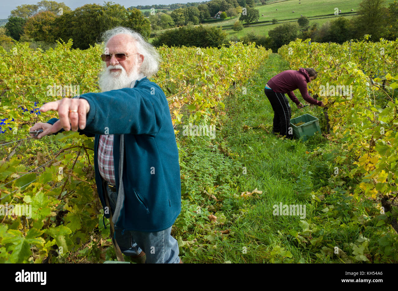 Devizes, Wiltshire, Großbritannien. Am 4. Oktober 2017. Die Arbeitnehmer Trauben während der Ernte zu einem devizes Weinberg abholen. © Foto nicholas Bell - Freiberufliche phot Stockfoto