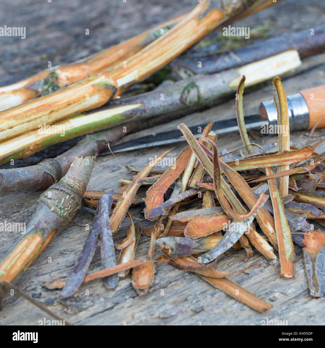Rosskastanie-Rinde, Rosskastanien-Rinde, Rinde wird mit Messer abgeschält, getrocknet und zu Heilzwecken genutzt, Borke, gewerbliche Rosskastanie, Ros Stockfoto
