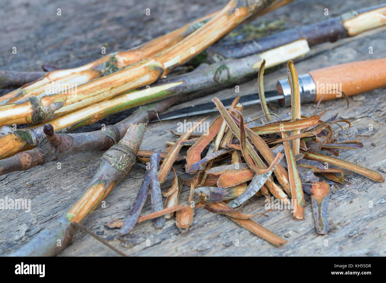 Rosskastanie-Rinde, Rosskastanien-Rinde, Rinde wird mit Messer abgeschält, getrocknet und zu Heilzwecken genutzt, Borke, gewerbliche Rosskastanie, Ros Stockfoto