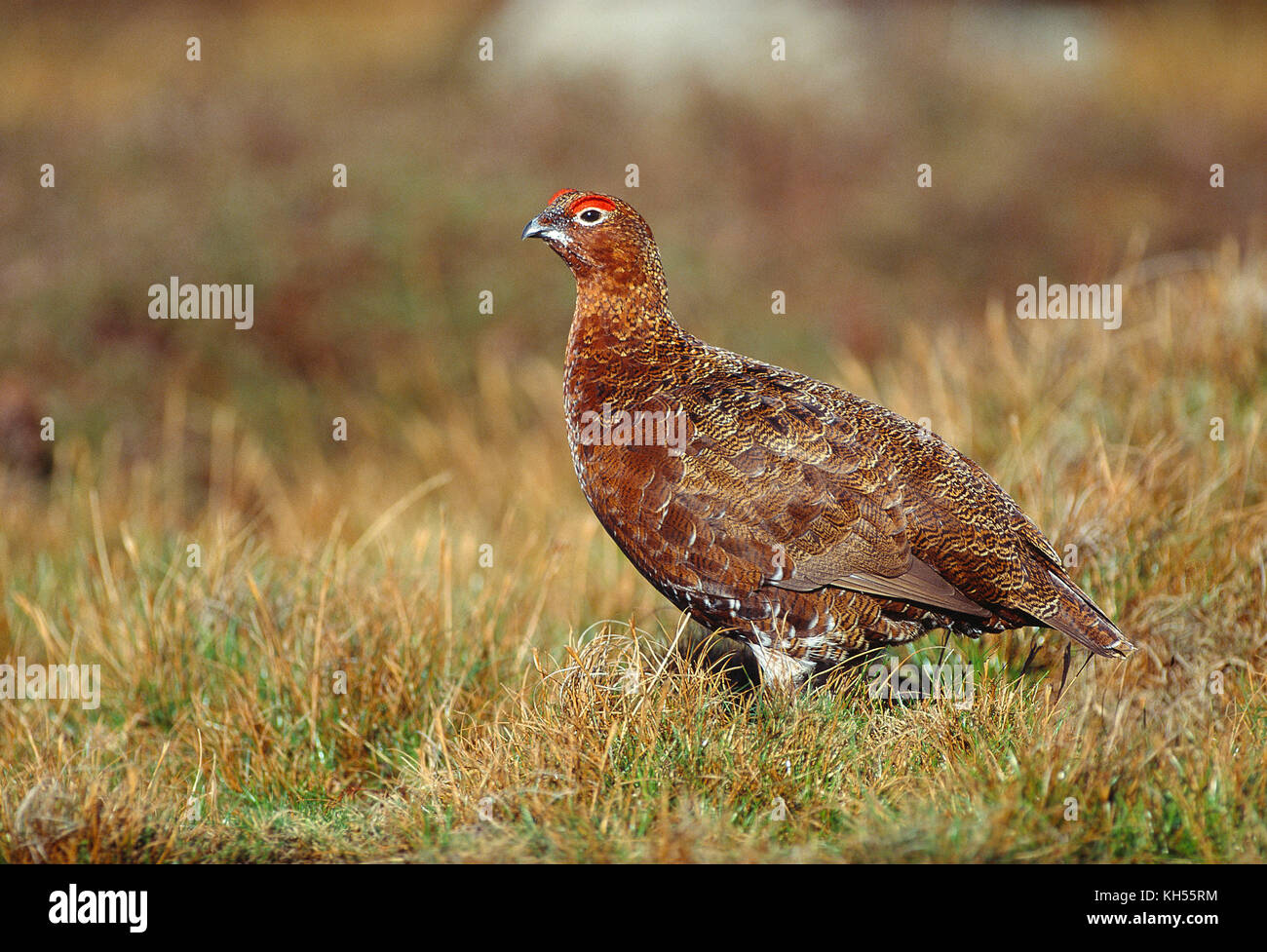 UK. North Yorkshire Dales. Moorschneehuhn auf reeth Hochmoor. Stockfoto