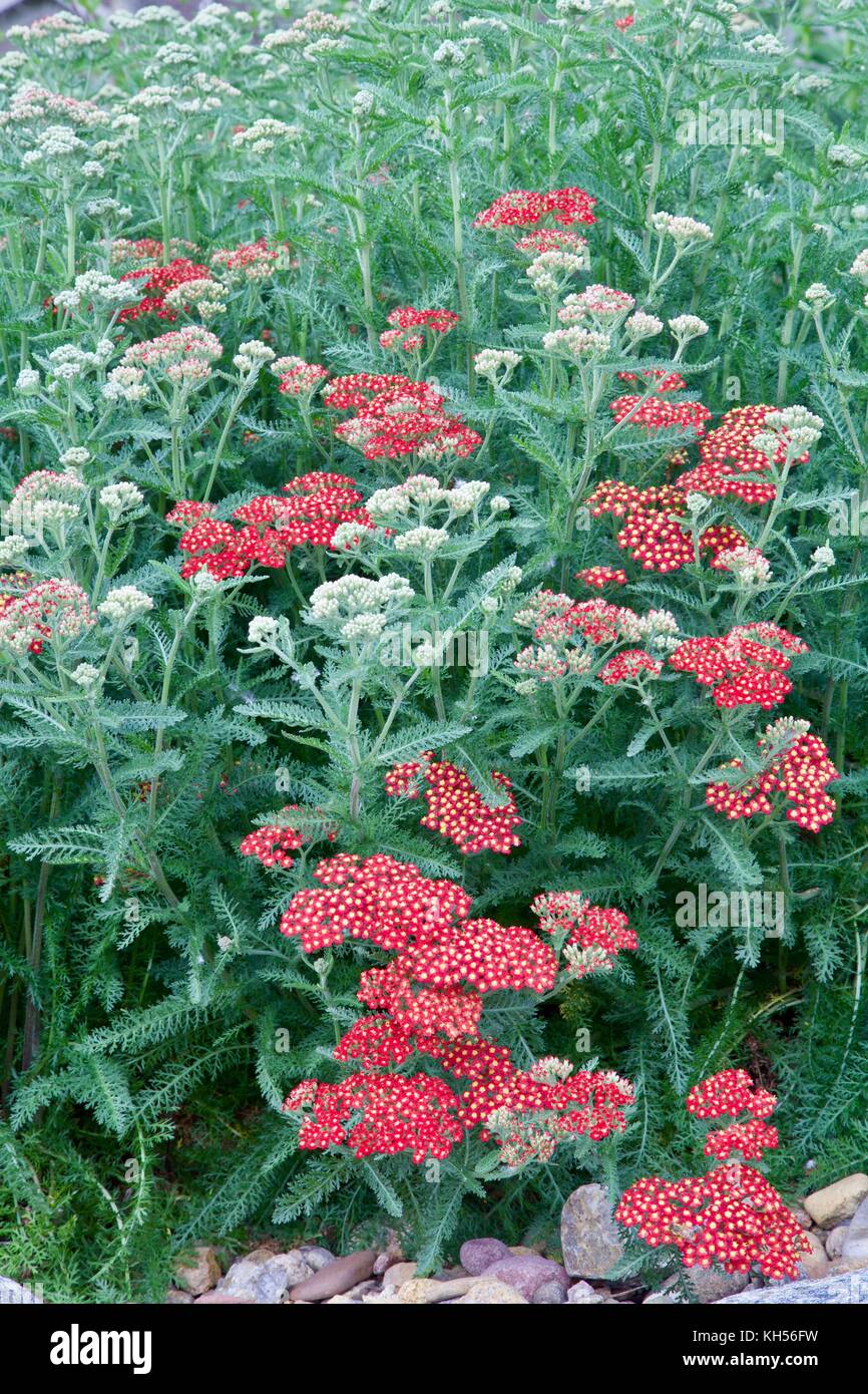 Ein blumenbeet von Paprika Schafgarbe in seiner ersten Blüte. Stockfoto