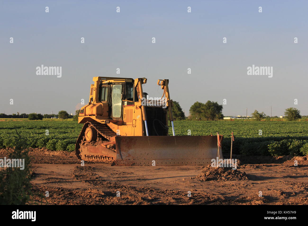 Bull Dozer an einem Arbeit Sicht mit grünem Erntegut auf dem Feld. Stockfoto