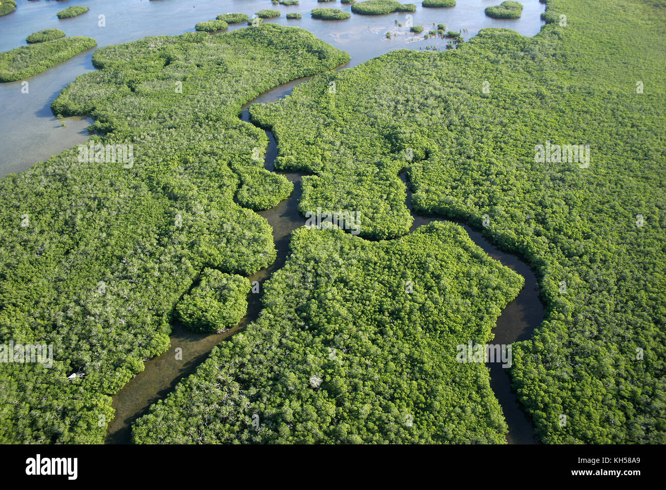Antenne von Mangroven in die Everglades, Florida Stockfoto