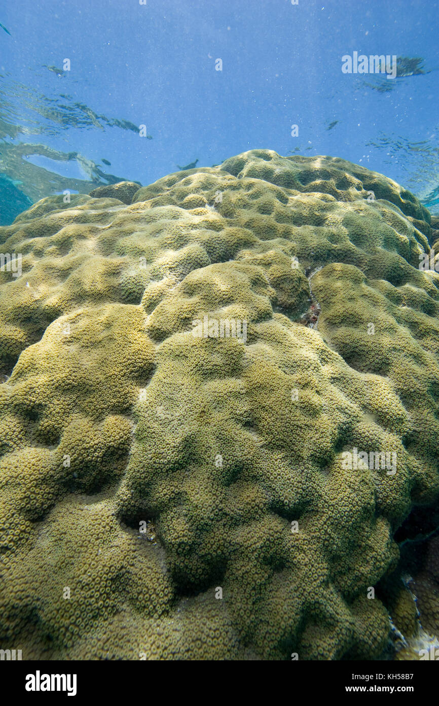 Boulder Star Coral, Montastrea annularis Stockfoto