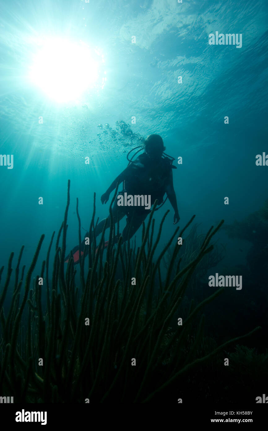 Scuba Diver und Weichkorallen, Florida Keys National Marine Sanctuary Stockfoto