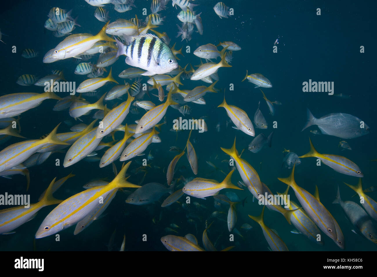 Gemischte Schule von Yellowtail und Sergeant Major Fisch Stockfoto