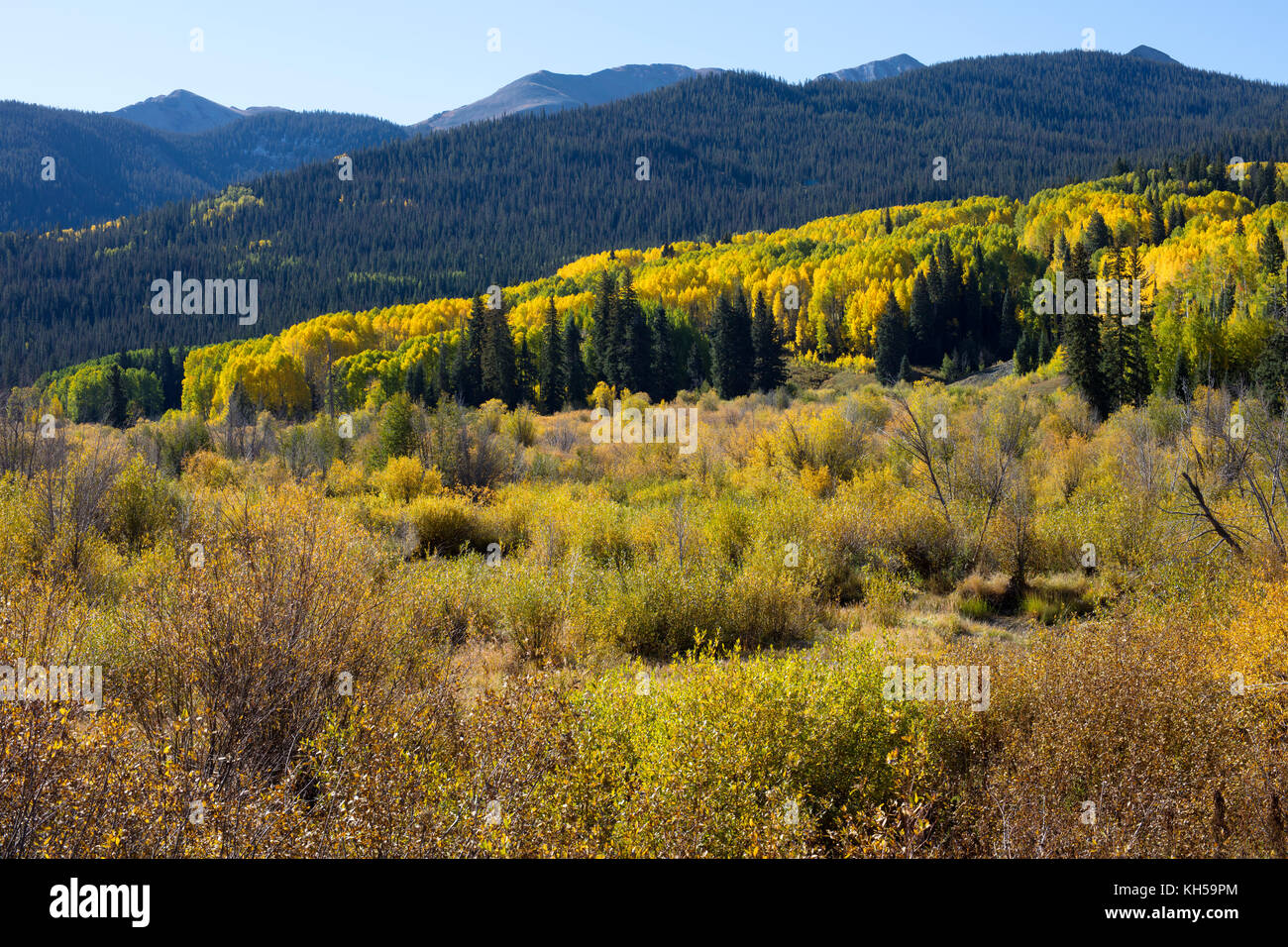 Herbst Herbstfarben im Kebler Pass, in der Nähe von Crested Butte, Colorado Vereinigten Staaten von Amerika im Herbst Stockfoto
